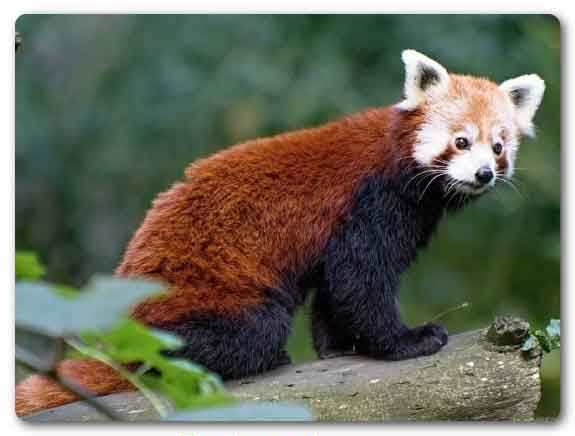  Sikkim State animal, Red panda, Ailurus fulgens